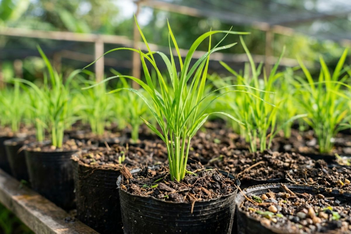 Bảo hộ giống cây trồng: 5 quyền lợi quan trọng người chọn tạo cần biết